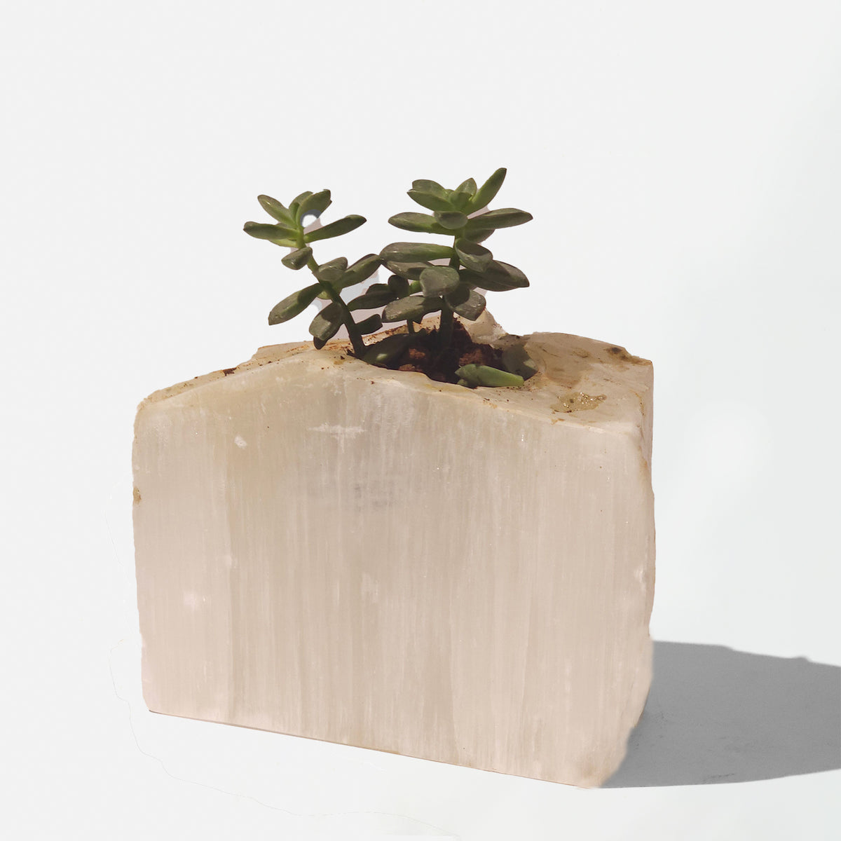 Semi Precious Planter