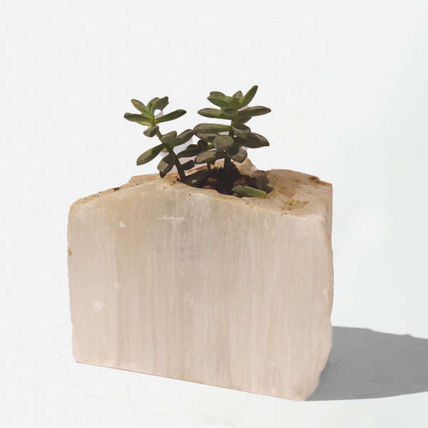 Semi Precious Planter