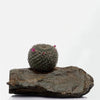 Slate Planter