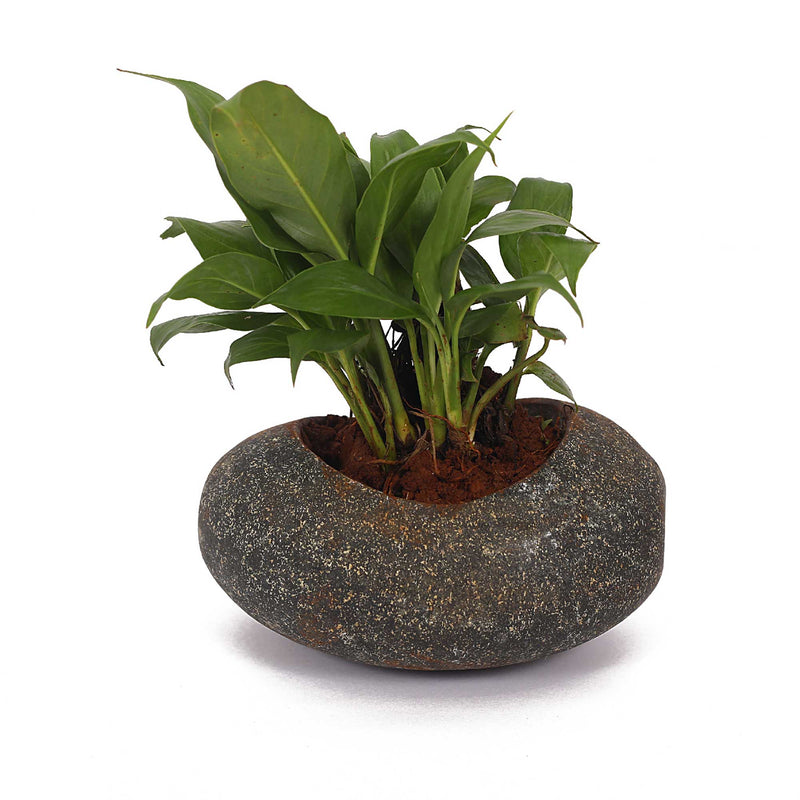 Pebble Planter - Grey