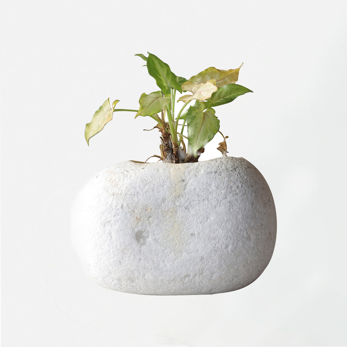 White Marble Planter