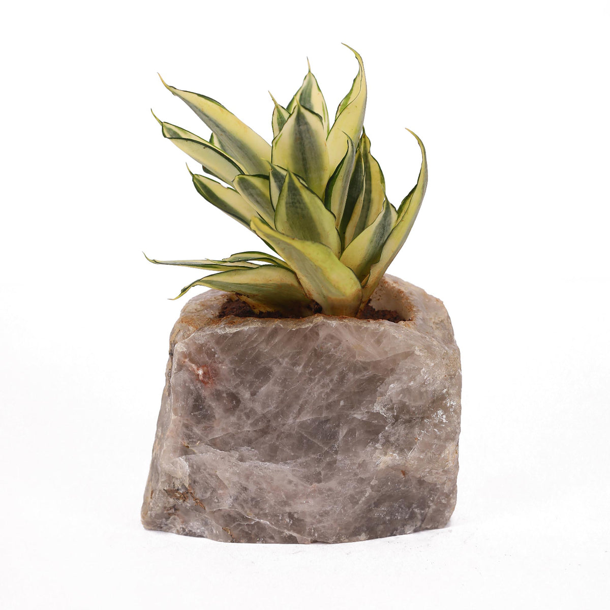 Semi Precious Planter - Smokey Grey Quartz - paarkhi