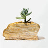 Semi Precious Planter-Yellow Lace