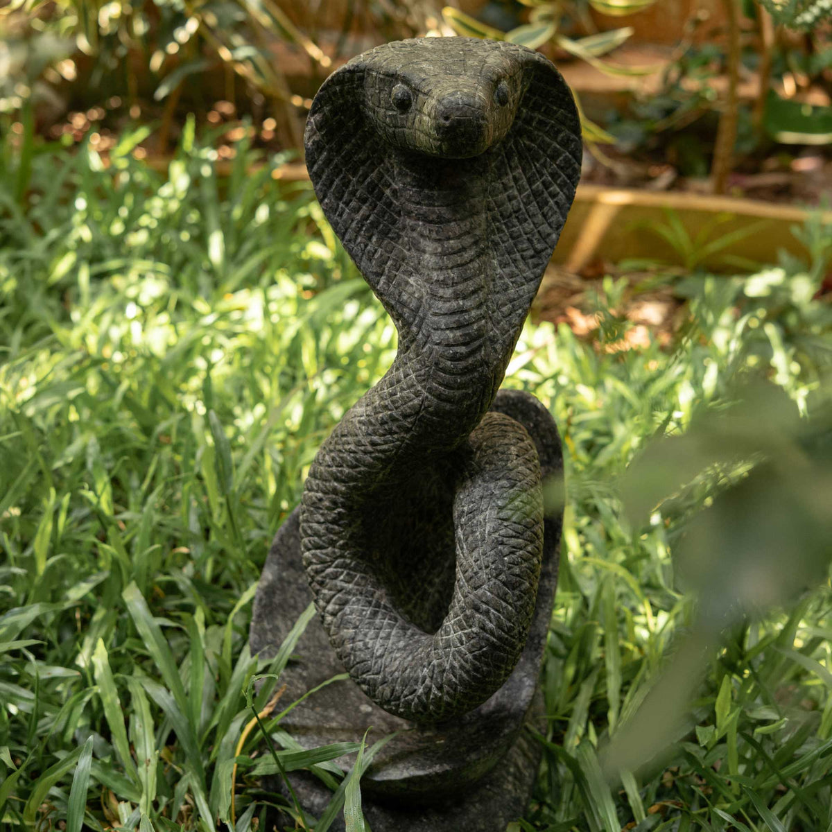 King Cobra