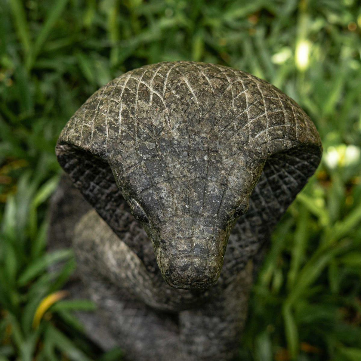 King Cobra
