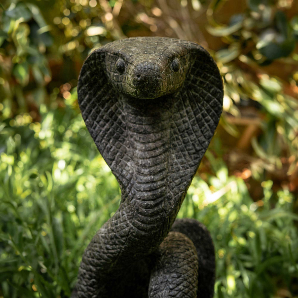 King Cobra