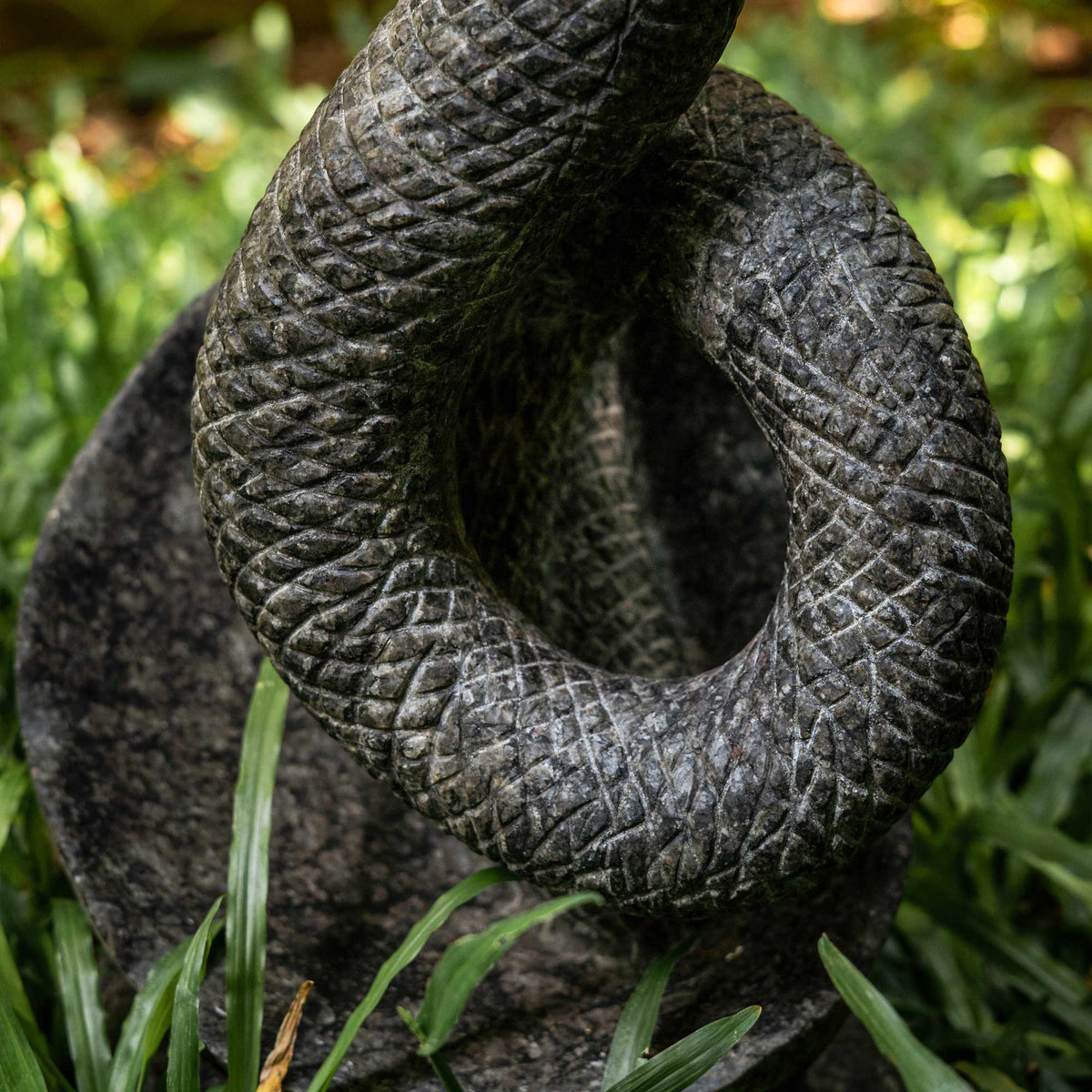 King Cobra