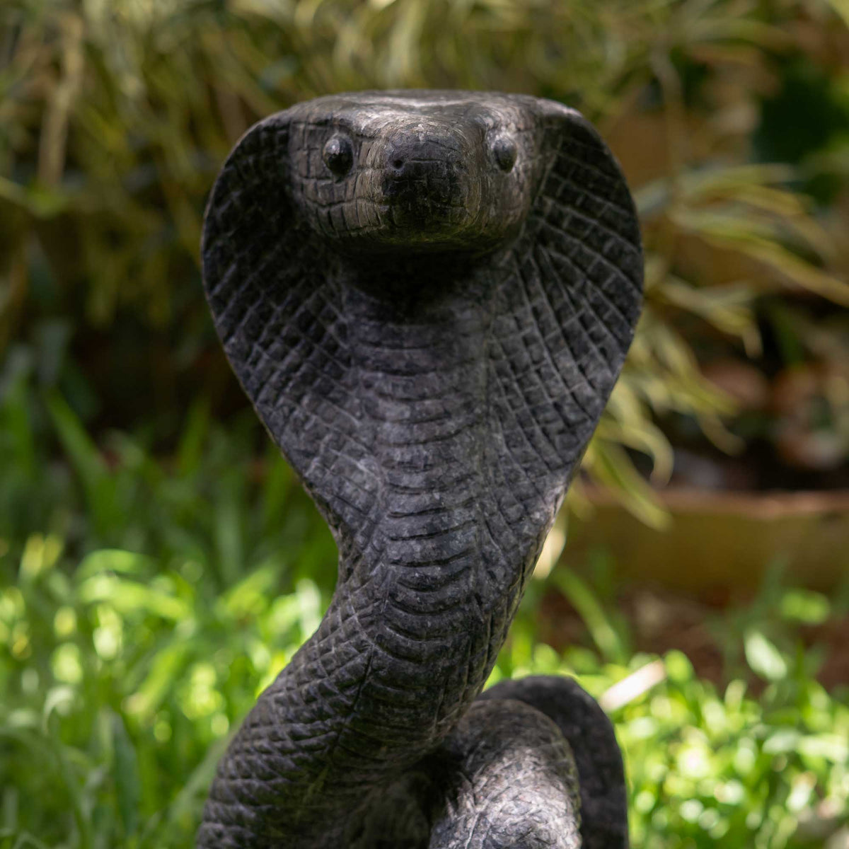 King Cobra