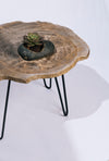 Petrified Wood Table