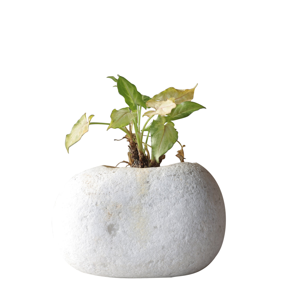 White Marble Planter - paarkhi